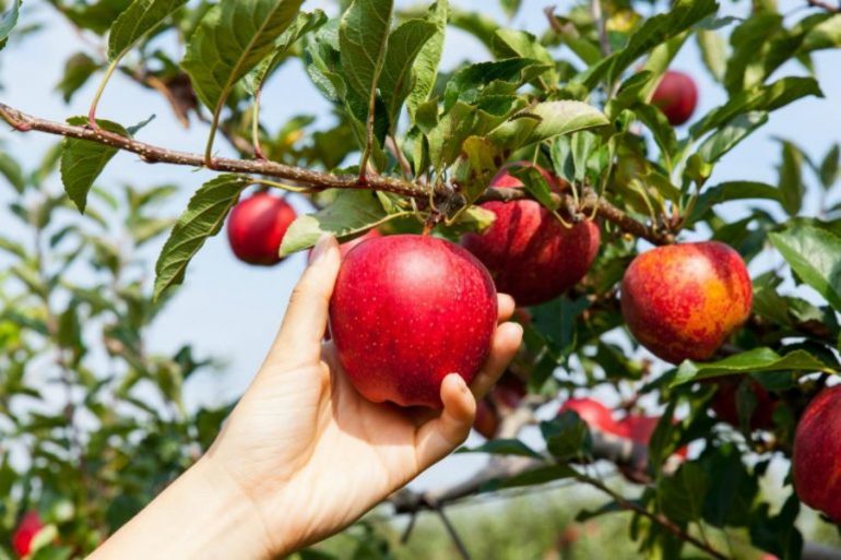 פרי עצי תפוחים