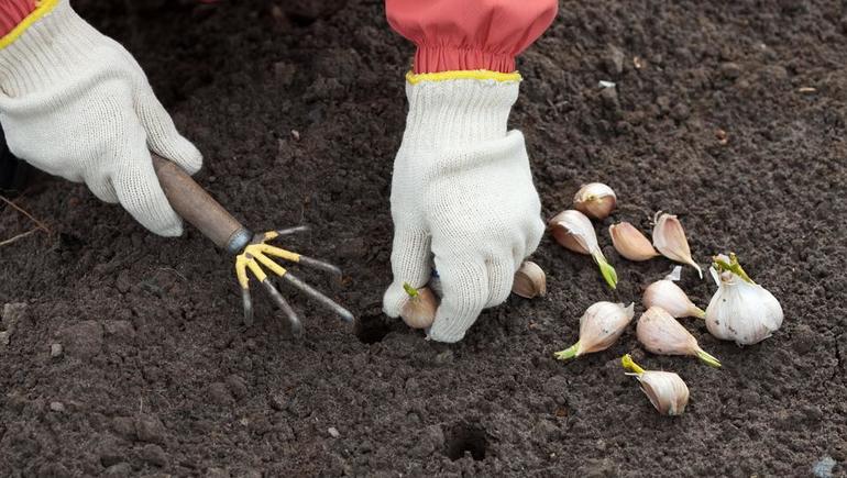  when to plant garlic in the winter