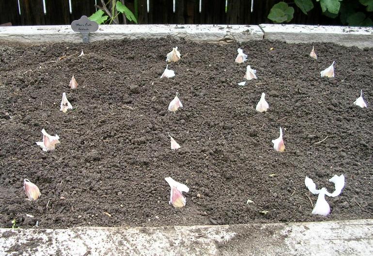 jak správně zasadit česnek v zimě