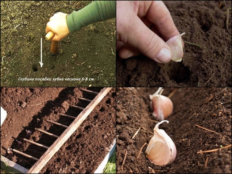  planting garlic for the winter
