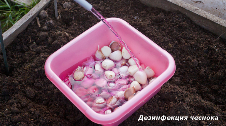  planting garlic in the fall before winter