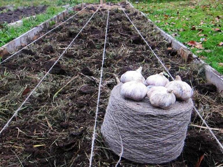  how to plant garlic for the winter correctly