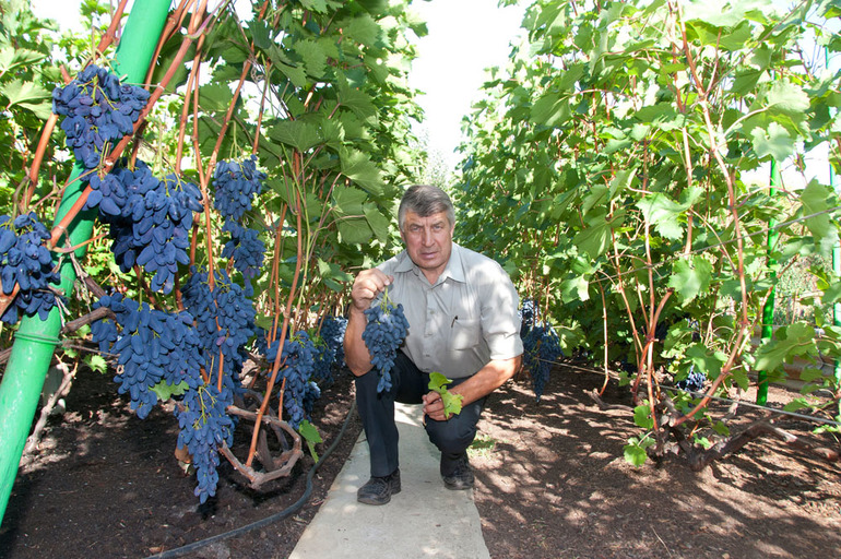 Cultivo de uva