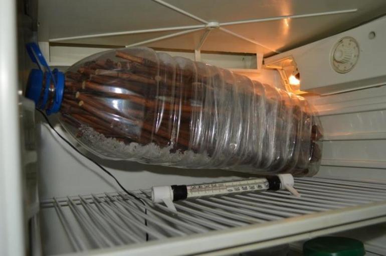 Szőlő dugványok tárolása a hűtőszekrényben