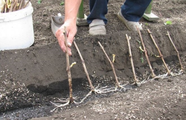 Planting grape cuttings in the ground