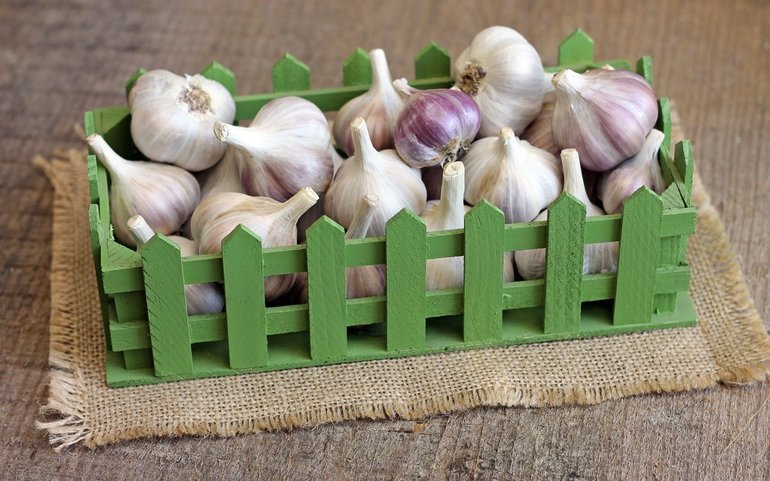 Winter garlic storage at home