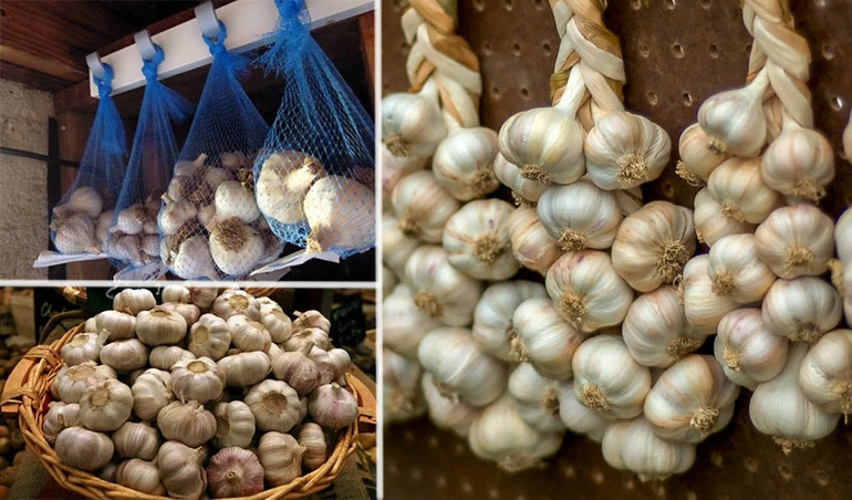 Prerequisites for storing garlic
