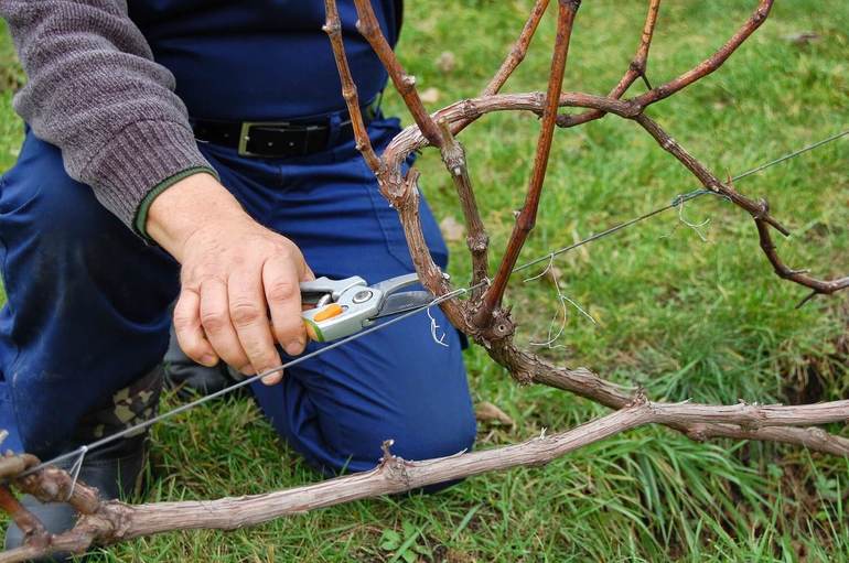 How to prune the “northern” grapes.