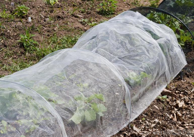 How to cover strawberries for the winter