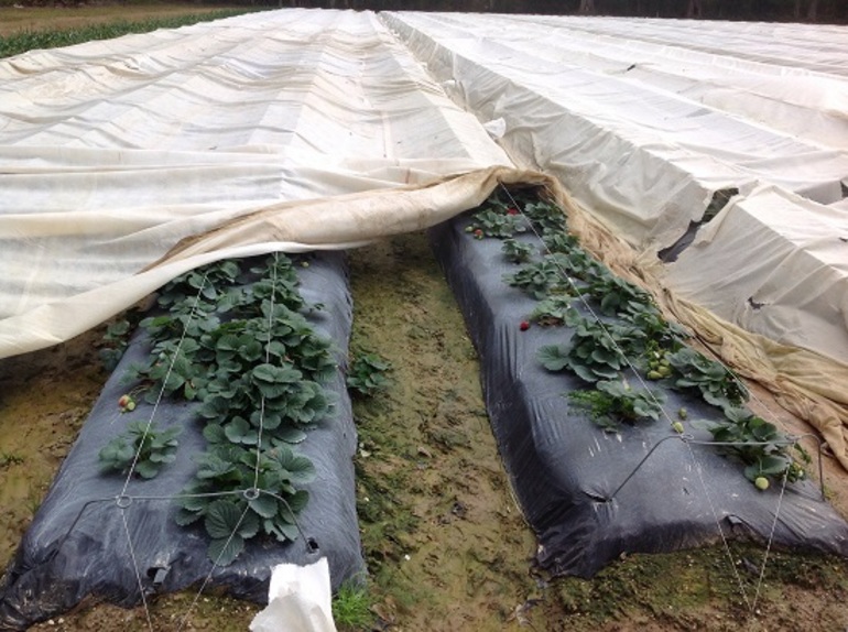 Covering material for strawberries for the winter