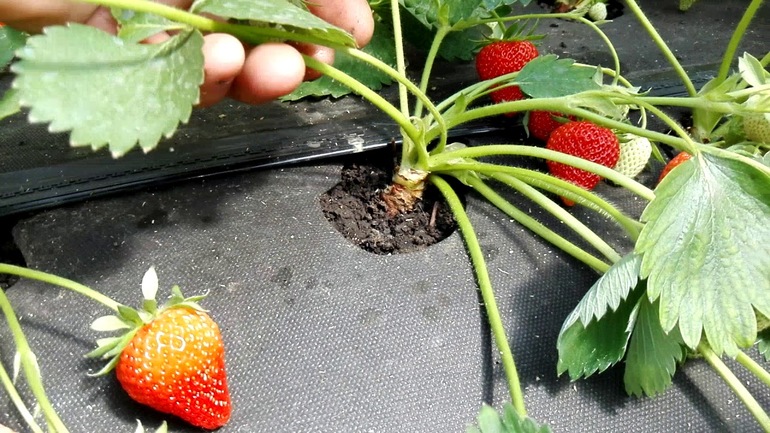 The specificity of garden strawberries
