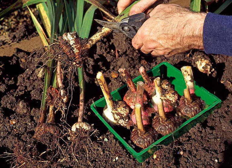 Digging bulbs of gladioli