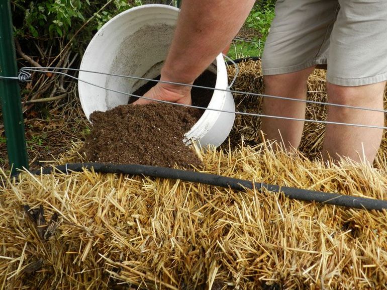 Straw soil mulching