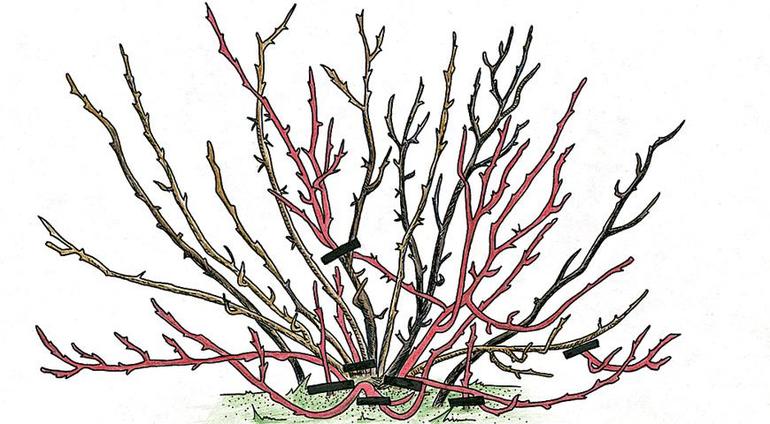 Gooseberry pruning autumn scheme