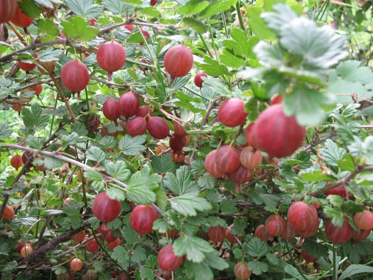 Gooseberry care in autumn and spring
