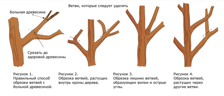 Prerezávanie stromov