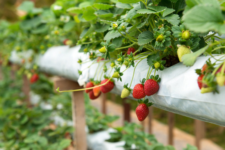How to transplant strawberries in the fall