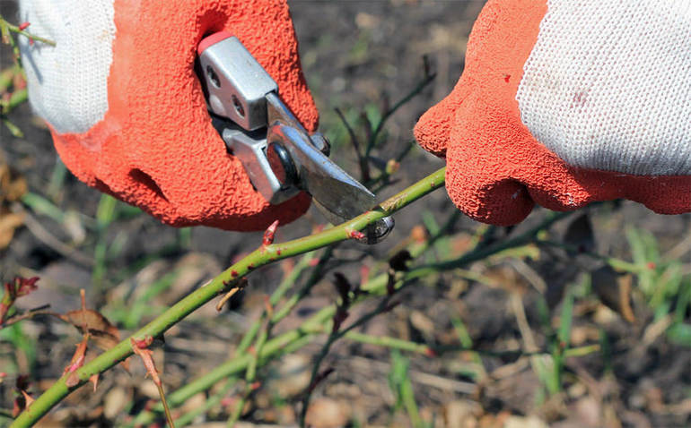 How to prune roses for the winter