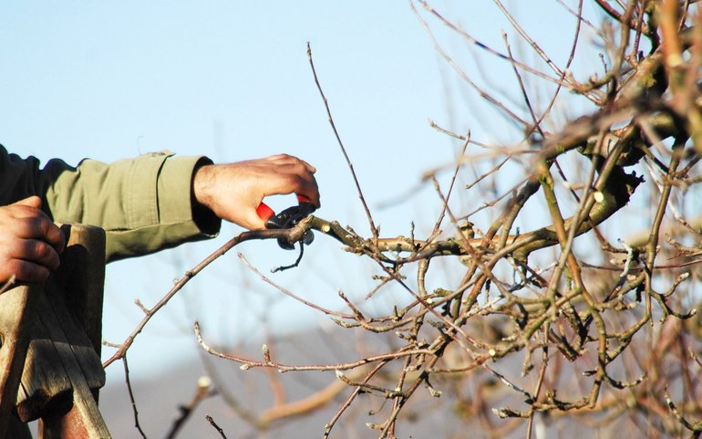 Подрязване на ябълково дърво