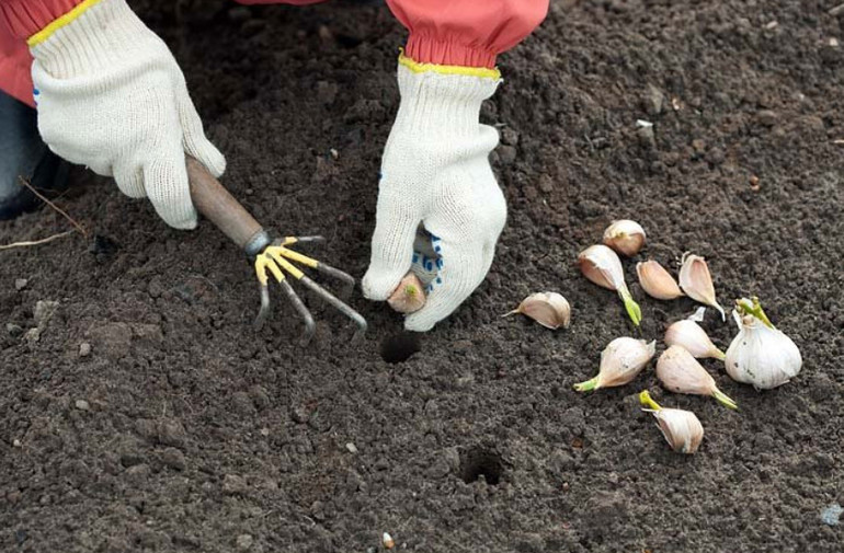 Bagaimana untuk menanam bawang putih