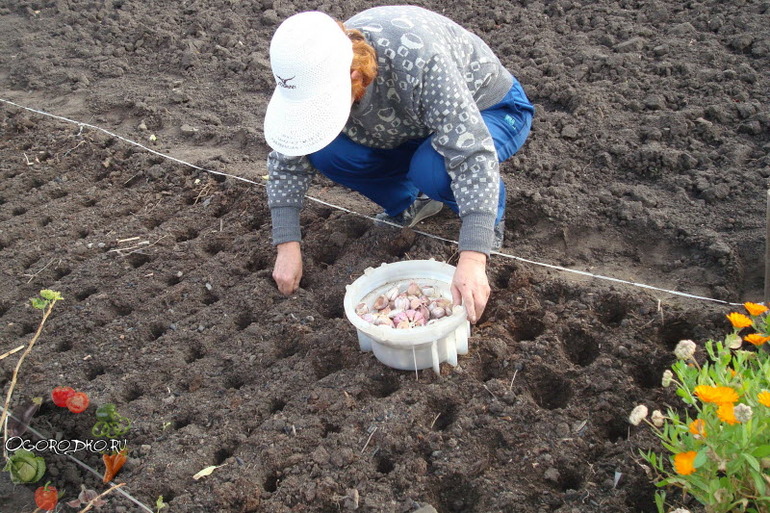 Засаждане на зимен чесън в южната част на Украйна