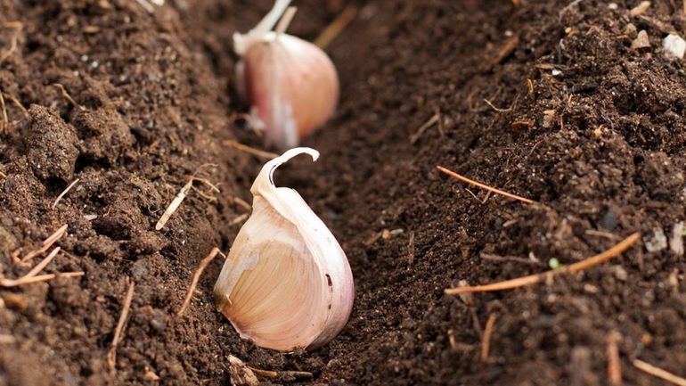 Planting and growing garlic