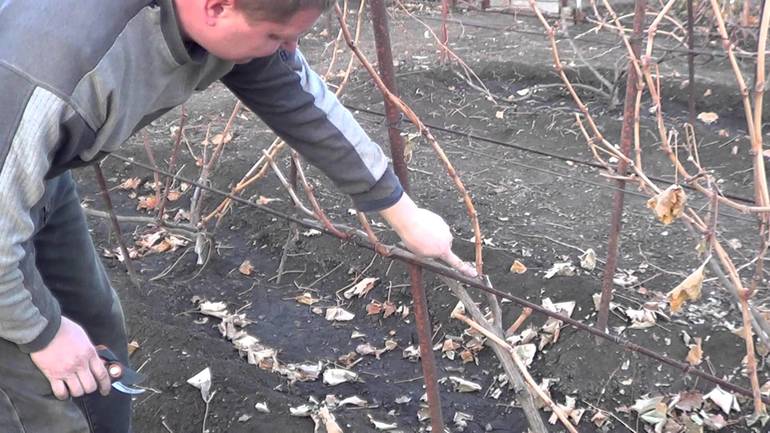 Pruning Young Grapes