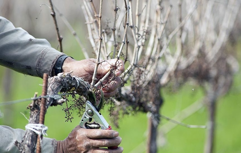 Pruning old grapes