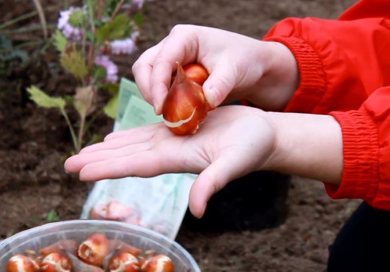 Preparing tulip bulbs for planting in the fall