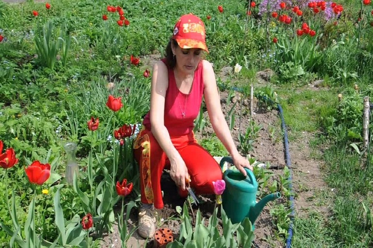 Consejos de jardinero de tulipán