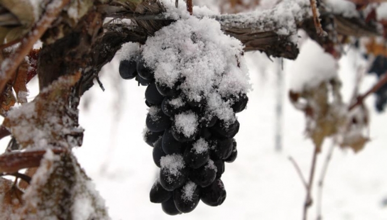Refugio de uvas para el invierno en el carril central