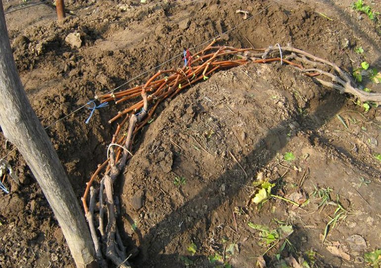 Abris de raisins pour l'hiver dans la région de Moscou
