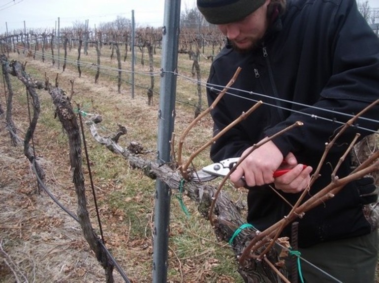 Bagaimana untuk menanam anggur untuk musim sejuk di rantau Volga