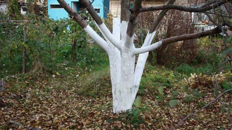 Disadvantages of whitewashing trees