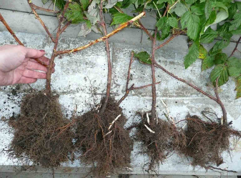 Plantera sticklingar i marken