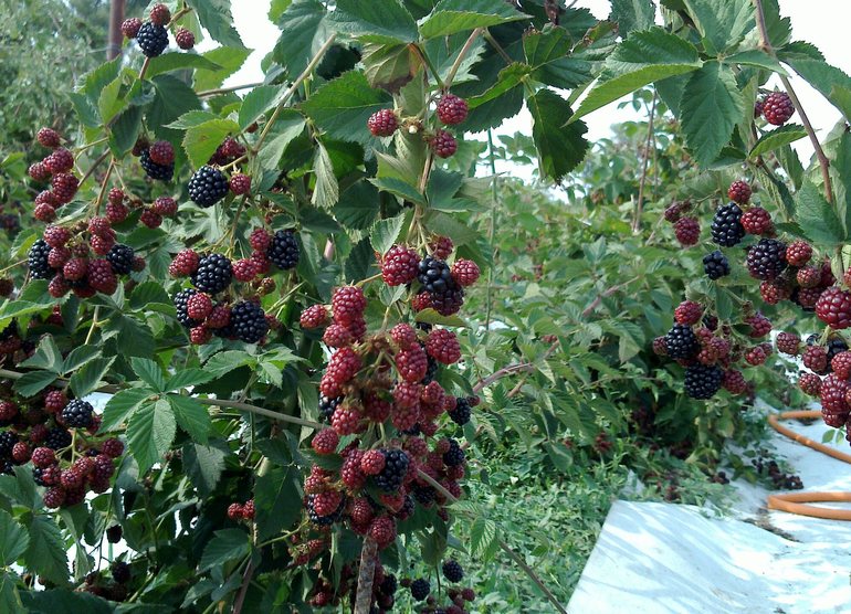 Blackberry Berry Harvest