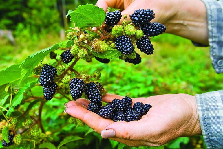 Growing blackberry