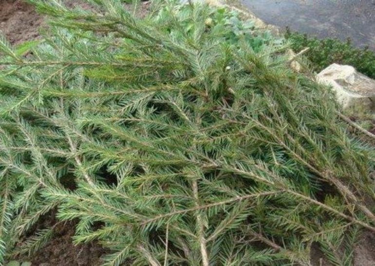 Fir-tree spruce dari frosts