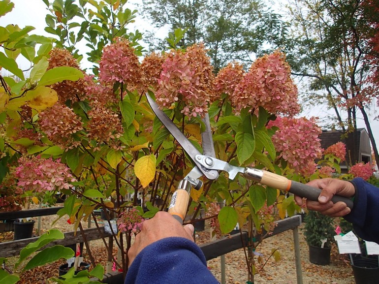 Pruning hydrangea panicled in autumn