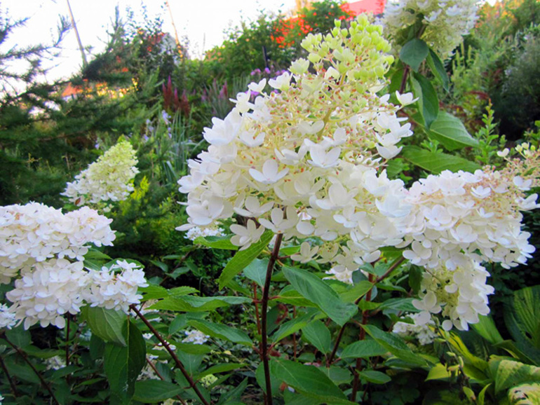 Do I need to trim panicle hydrangea for the winter