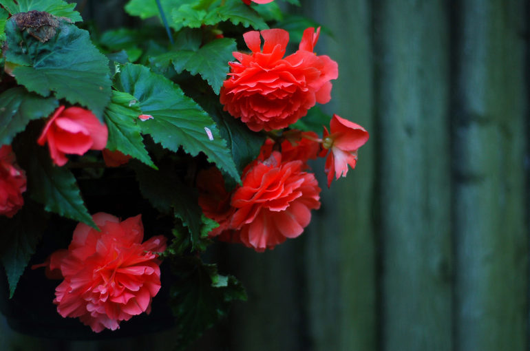 How to keep begonia in winter in an apartment