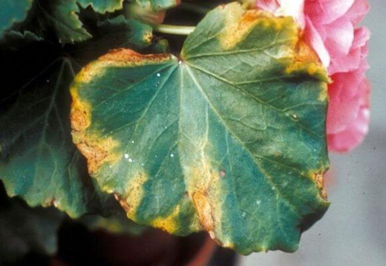 How to keep begonia in winter