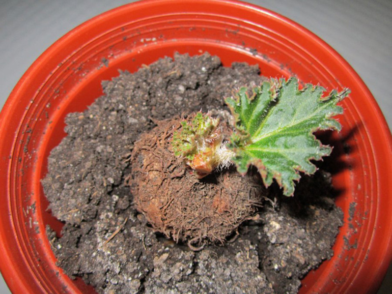 Jak udržet hlízovou begonii v zimě