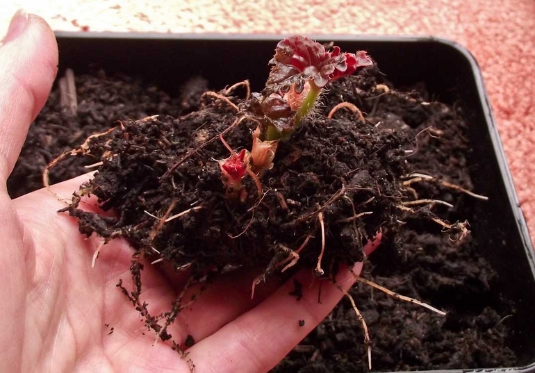 Съхранение на грудки Begonia през зимата