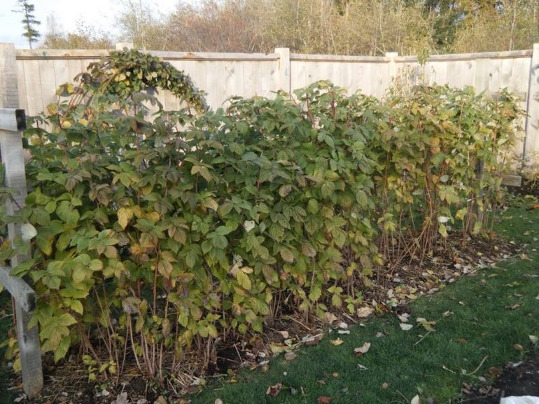 Raspberry pruning and care
