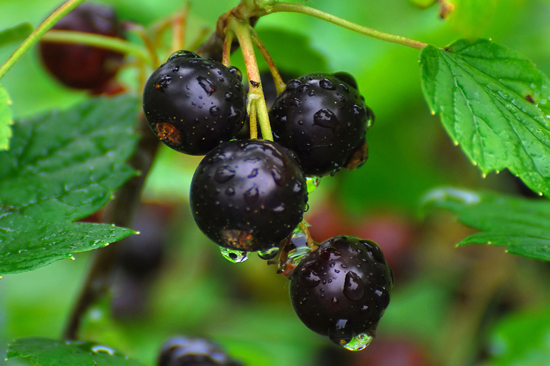 When to plant currants in autumn