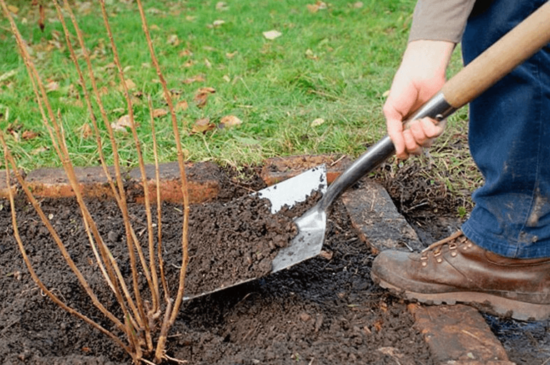 Как да засадите касис през есента