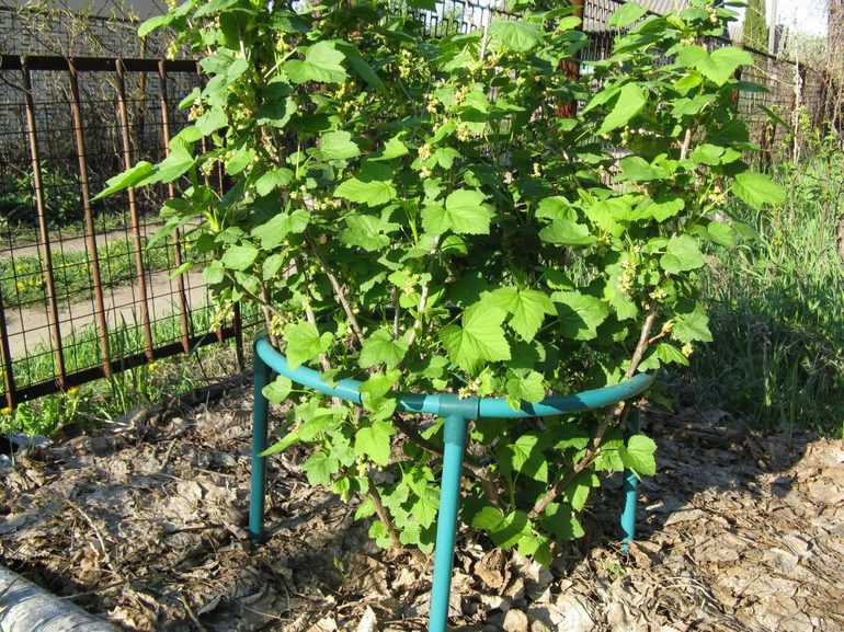 Plantera svarta vinbär på hösten