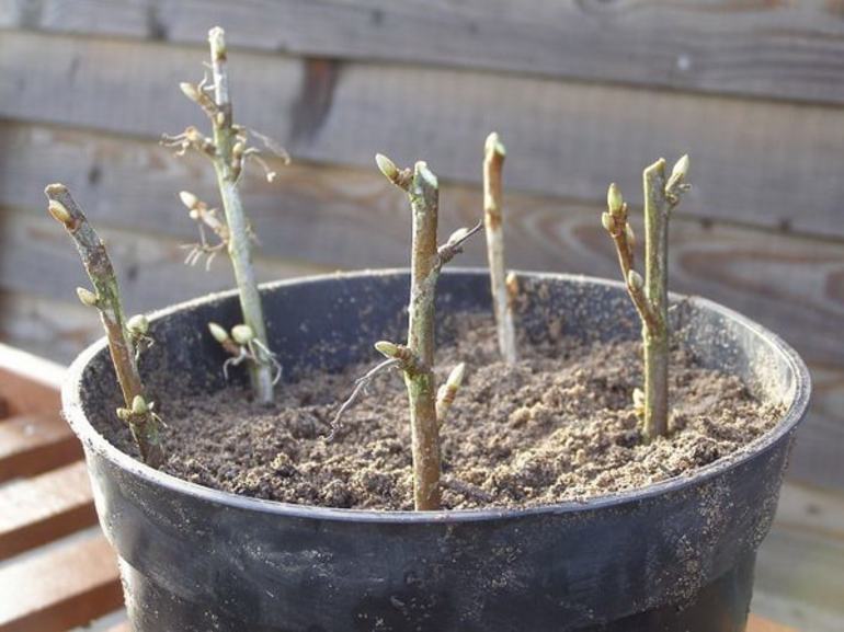 Cum să plantezi coacăze negre toamna