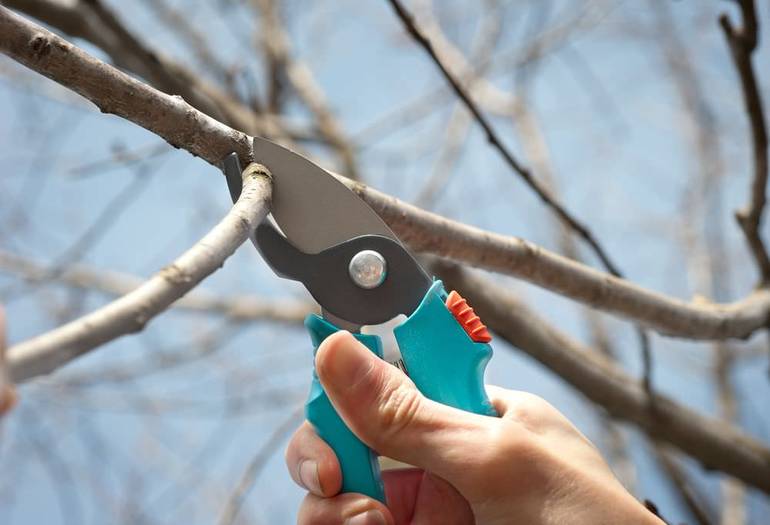Pear pruning in the fall